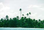 The palm trees that help navigate the channel on eastern Bora lagoon (John Beck).